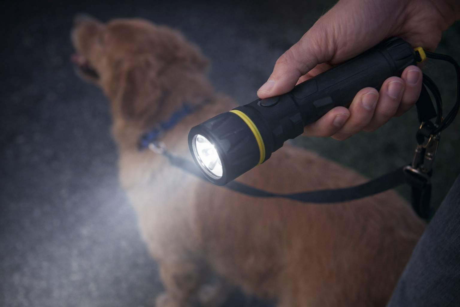 Reliable VELLCOM torches for dog walks after dark